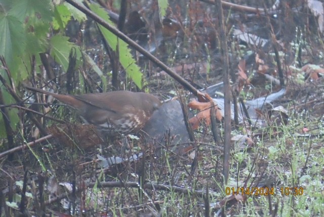 Fox Sparrow - Jim Rowoth