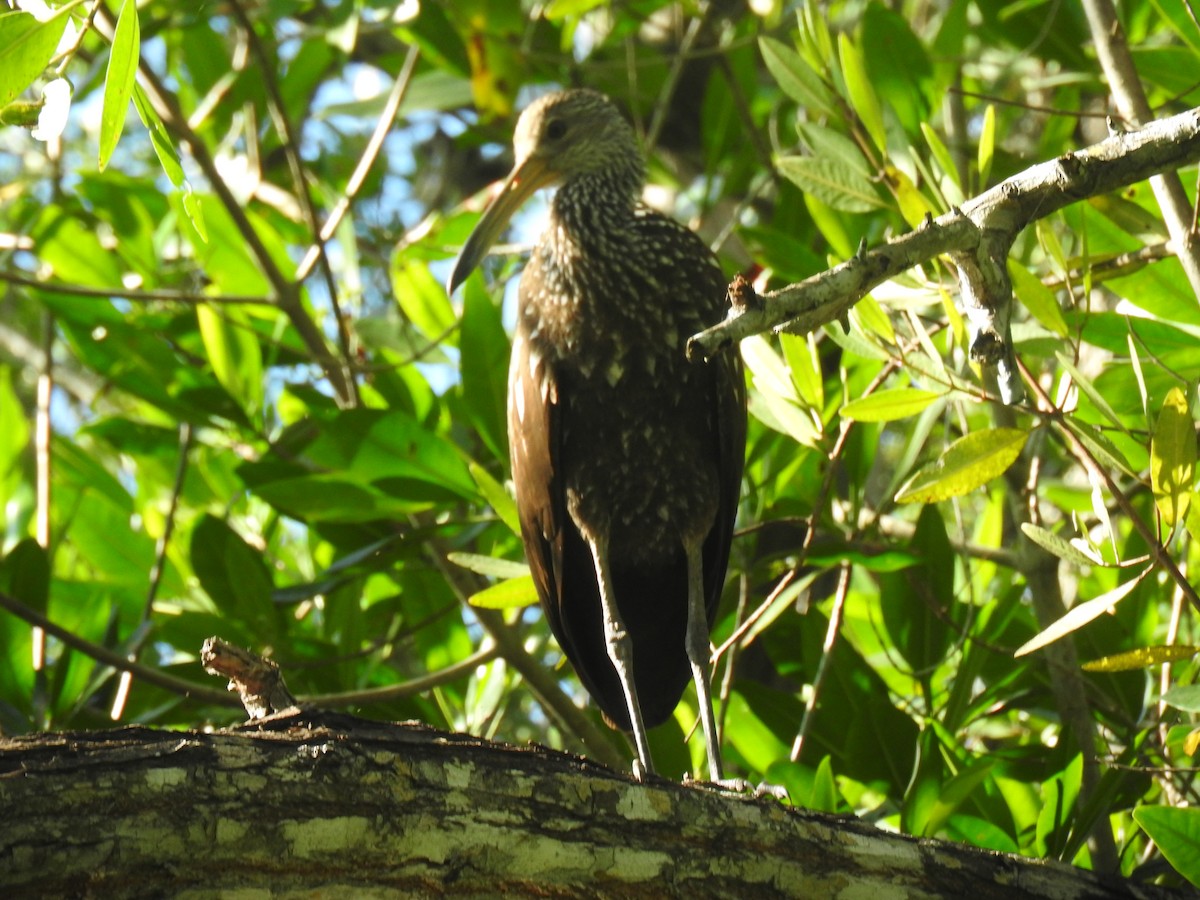 Limpkin - Luis  Morales