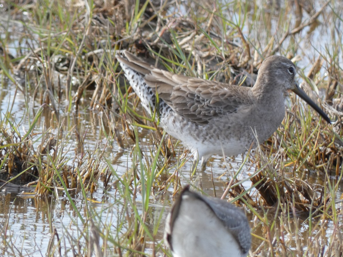 Short-billed Dowitcher - ML613533140