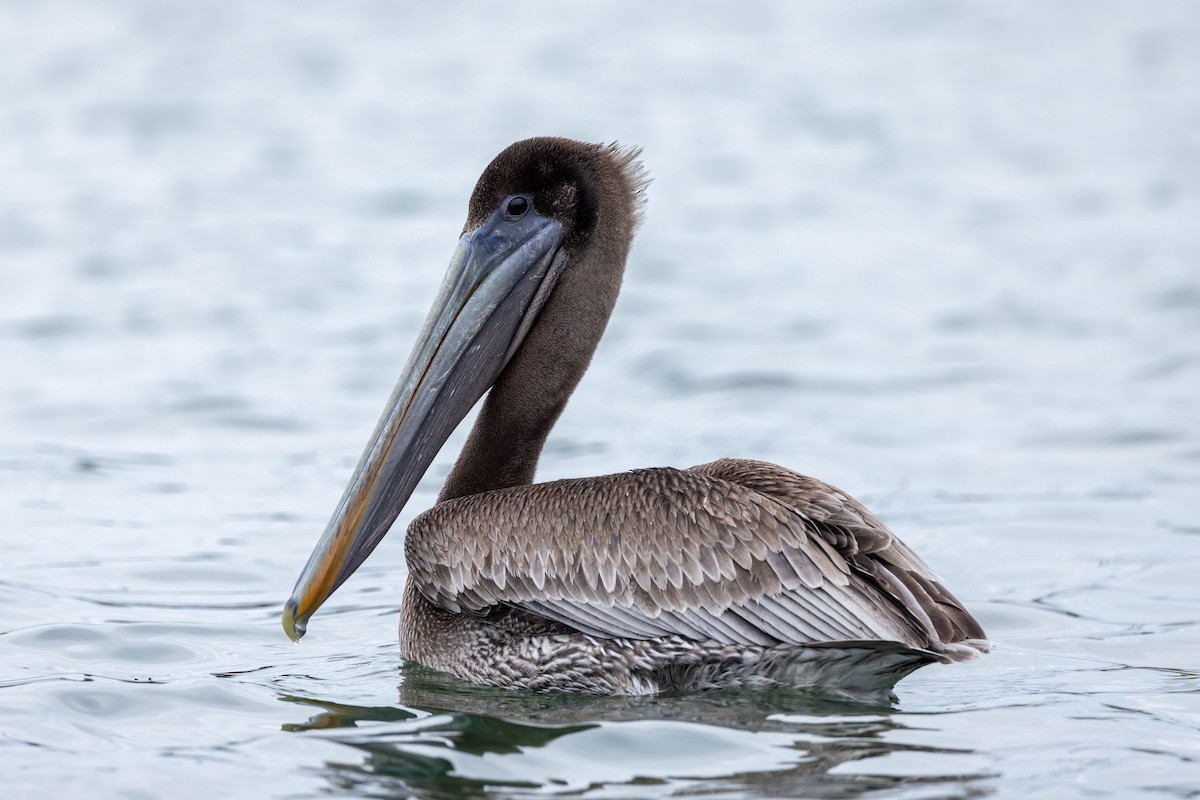 Brown Pelican - Thomas Gonye