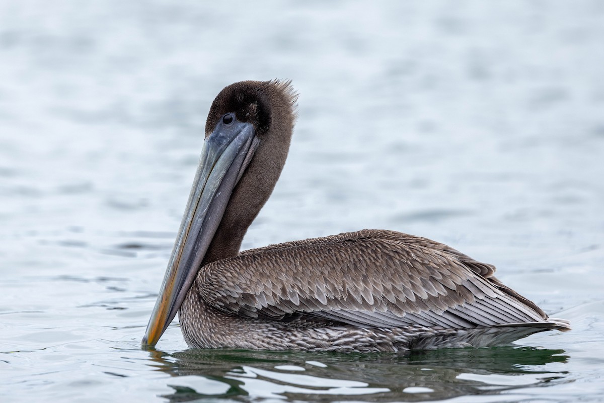 Brown Pelican - ML613533172