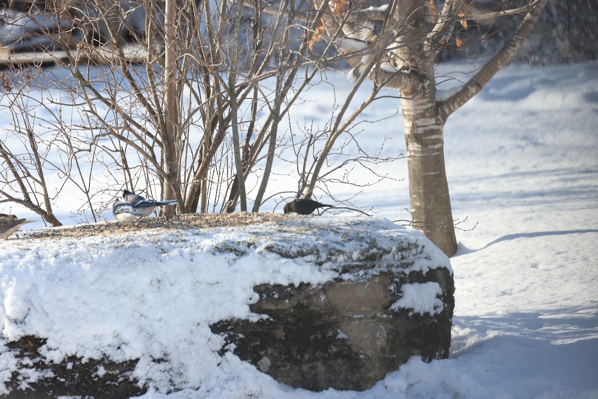 Rusty Blackbird - ML613533204