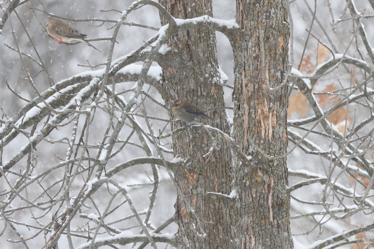 Rusty Blackbird - ML613533239