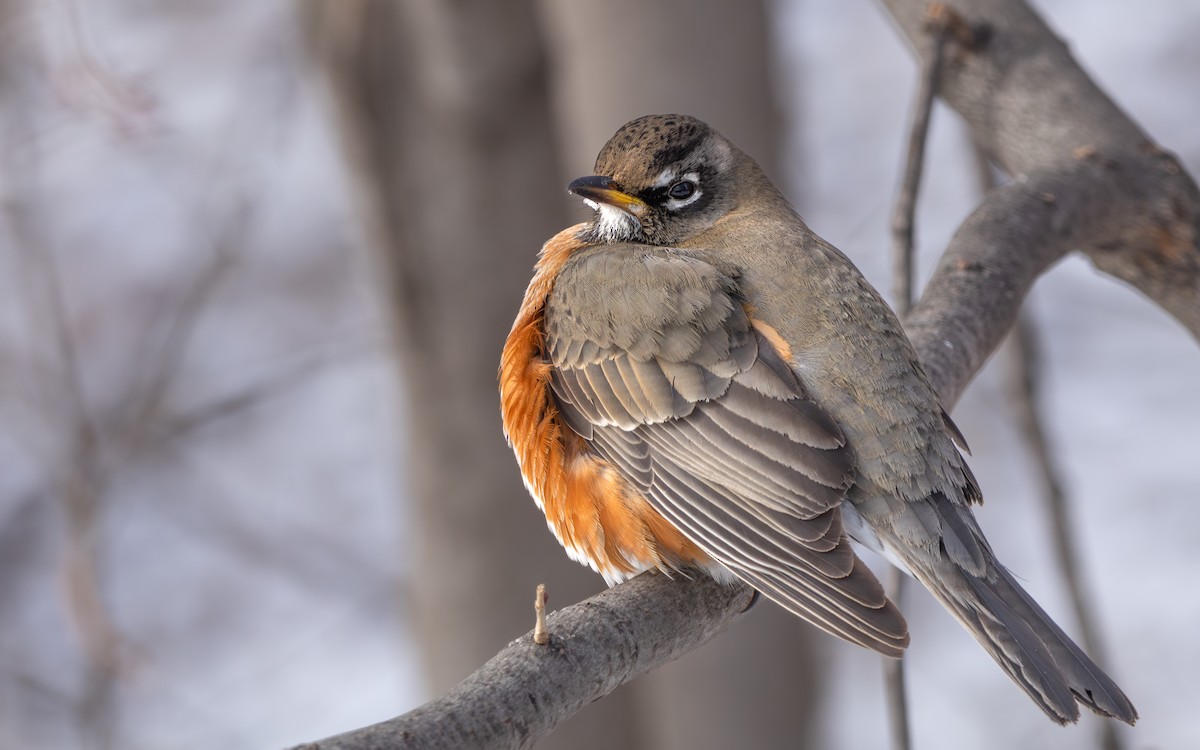 American Robin - ML613533253