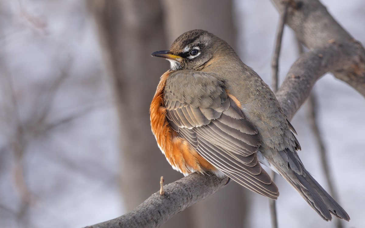 American Robin - ML613533254