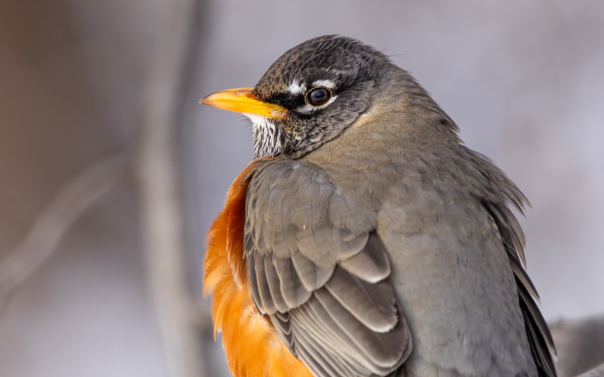 American Robin - ML613533255