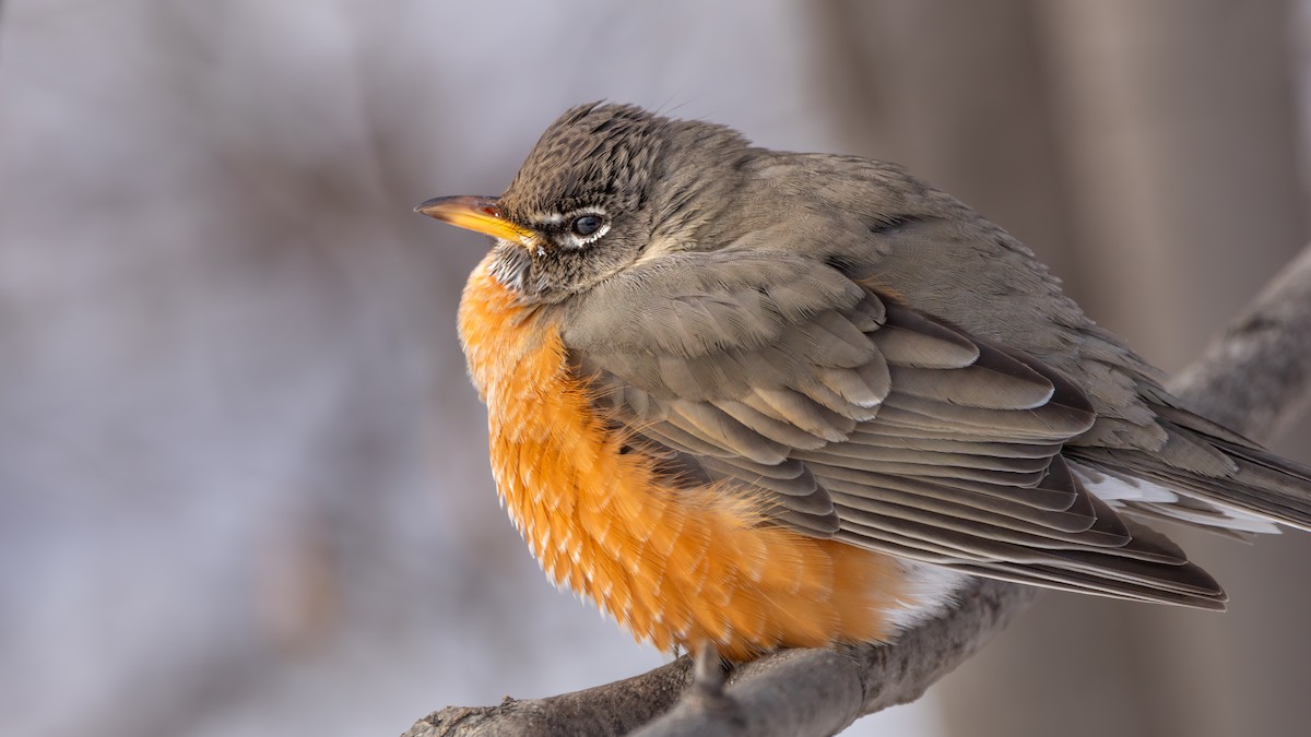 American Robin - ML613533257