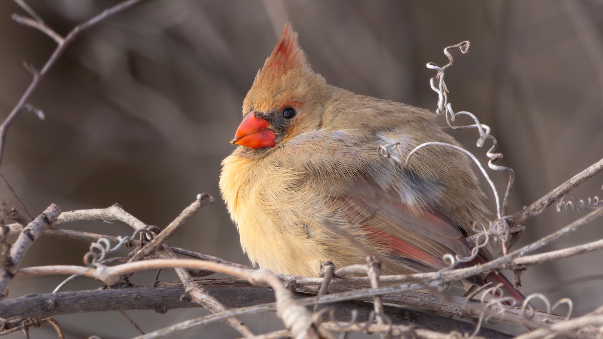 Cardinal rouge - ML613533264