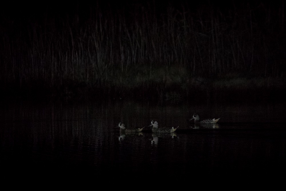 Pink-eared Duck - ML61353331