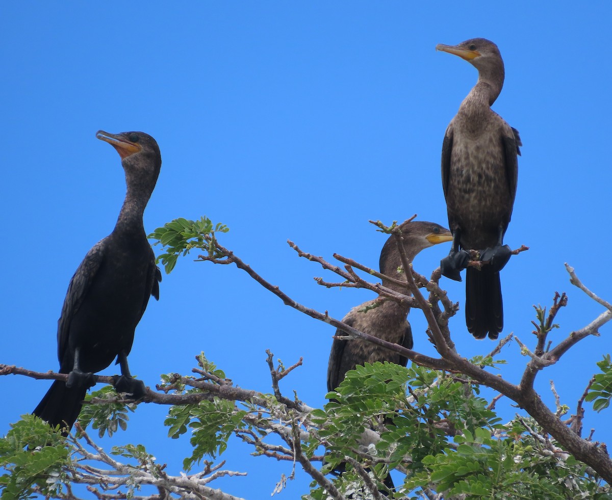 Neotropic Cormorant - Alfredo Correa