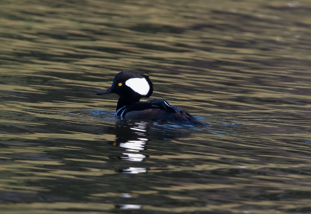 Hooded Merganser - ML613533406