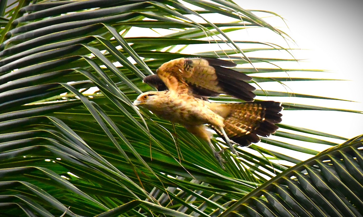 Caracara Chimachima - ML613533417