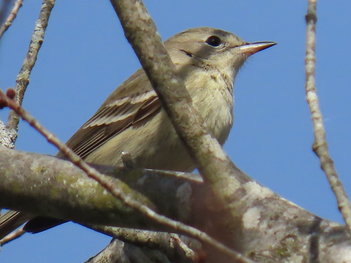 Pine Warbler - Bruce Murray