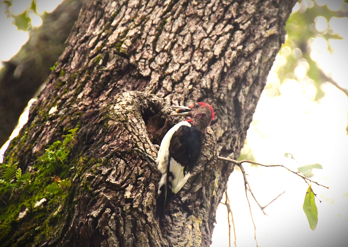 Red-headed Woodpecker - Jose Francisco Barros 🐜