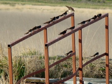 Bank Swallow - ML613533642