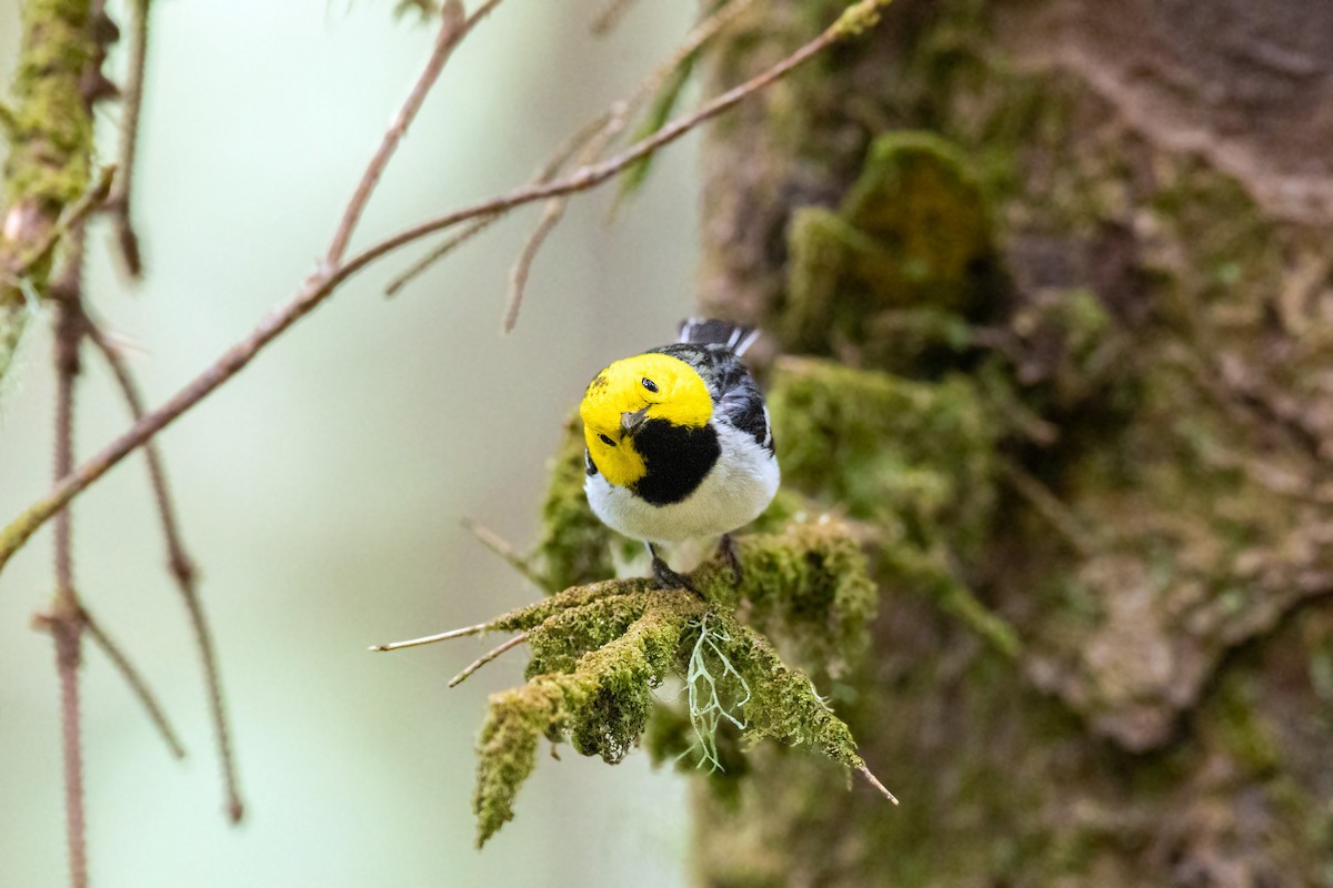 Hermit Warbler - ML613533682