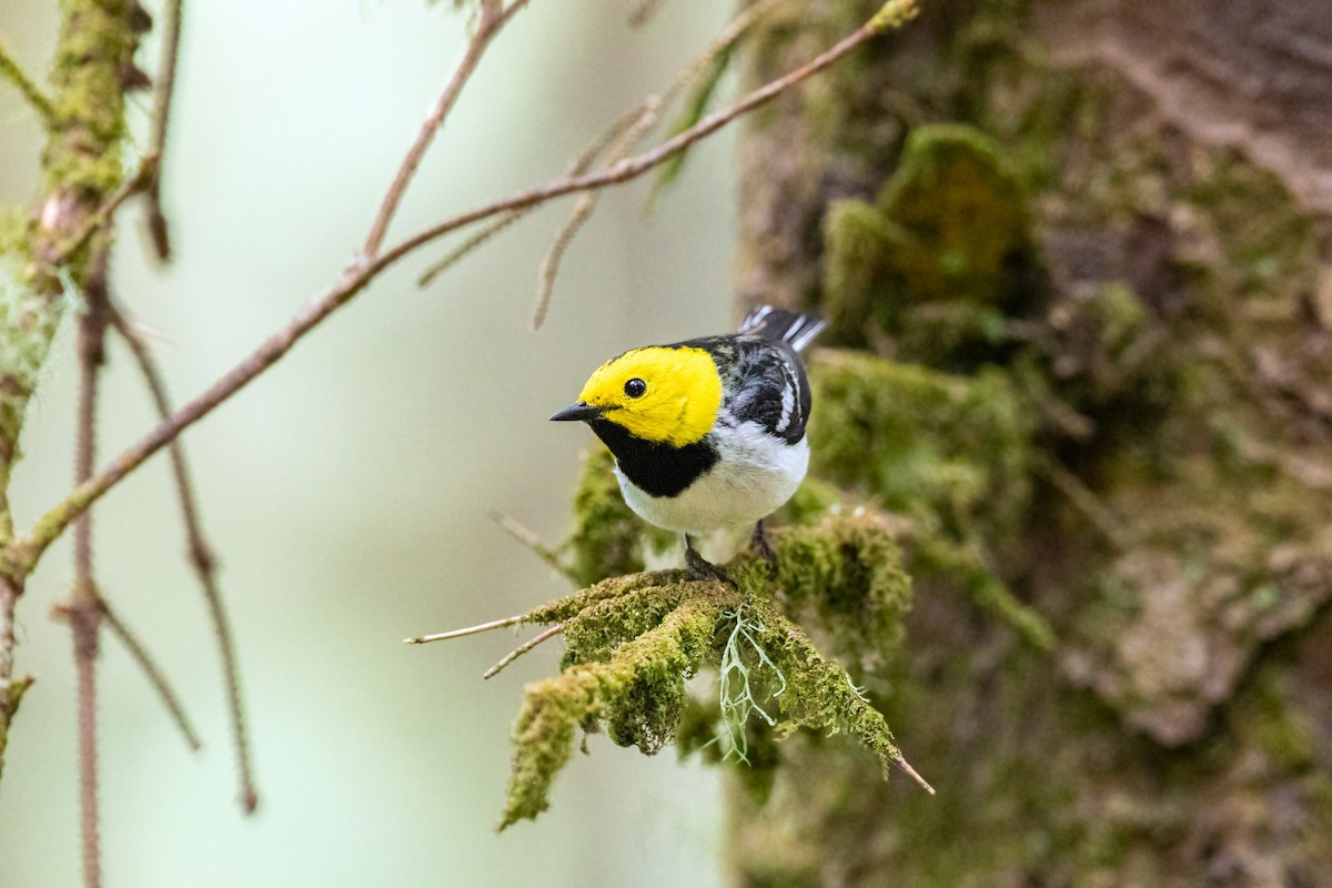 Hermit Warbler - ML613533684