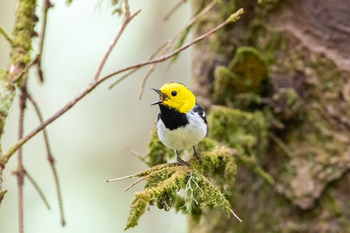 Hermit Warbler - ML613533690