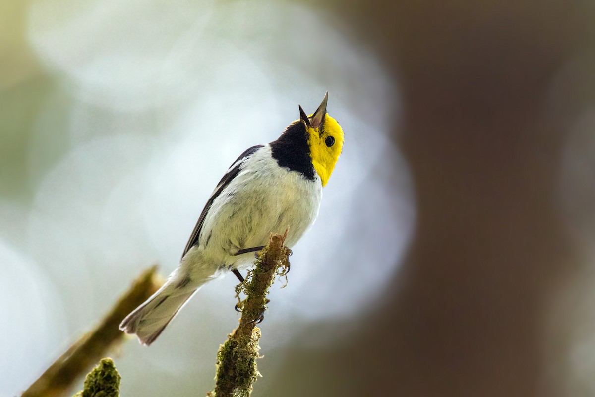 Hermit Warbler - ML613533697