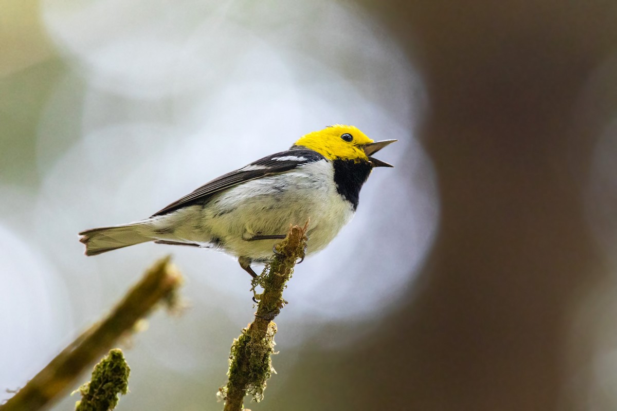 Hermit Warbler - ML613533700