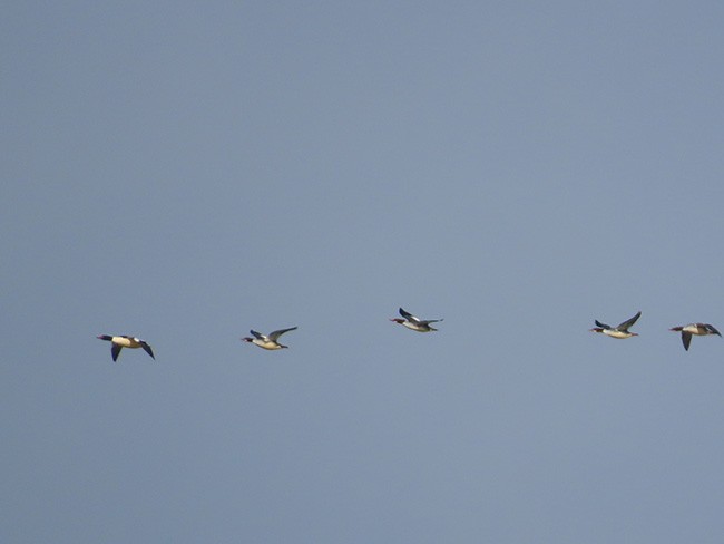 Common Merganser (North American) - ML613533702