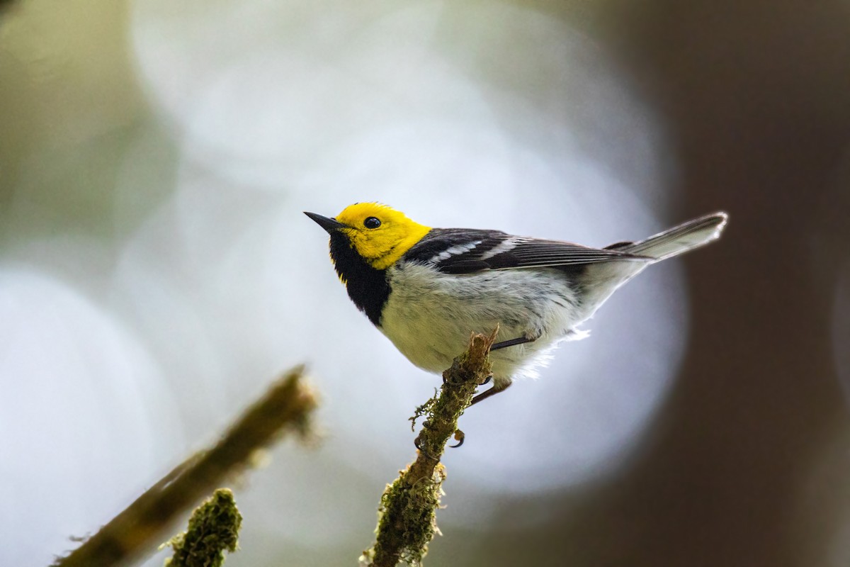 Hermit Warbler - ML613533714