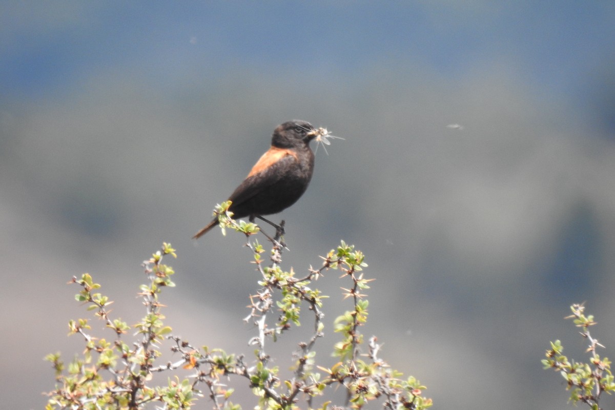 Negrito Austral - ML613533716