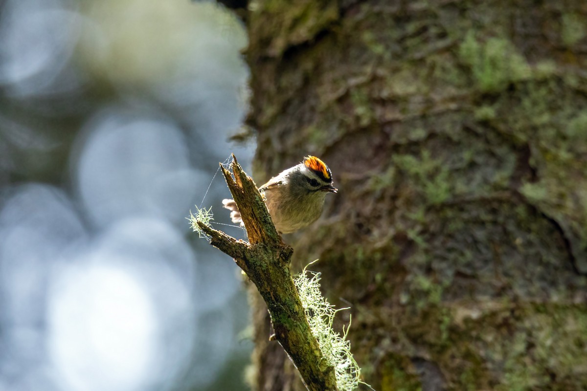 Golden-crowned Kinglet - William Clark