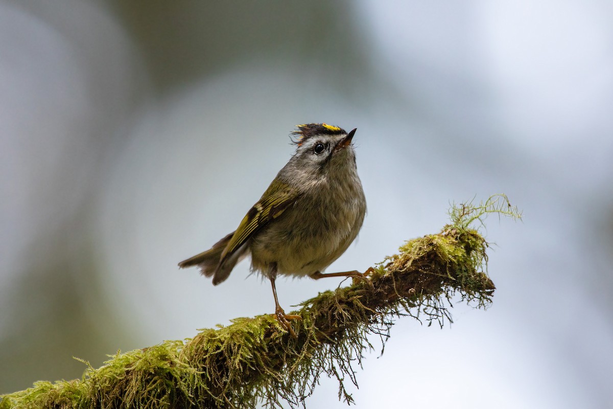 Golden-crowned Kinglet - ML613533733