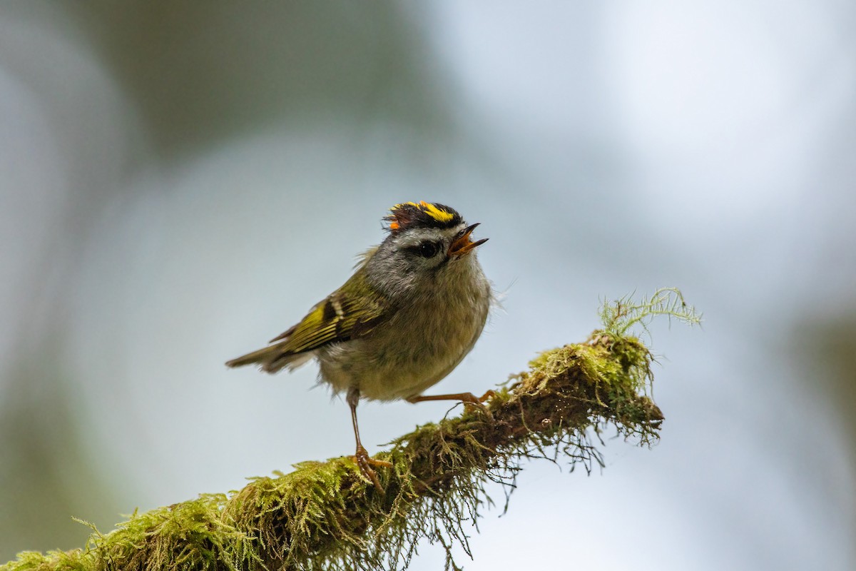 Golden-crowned Kinglet - ML613533735