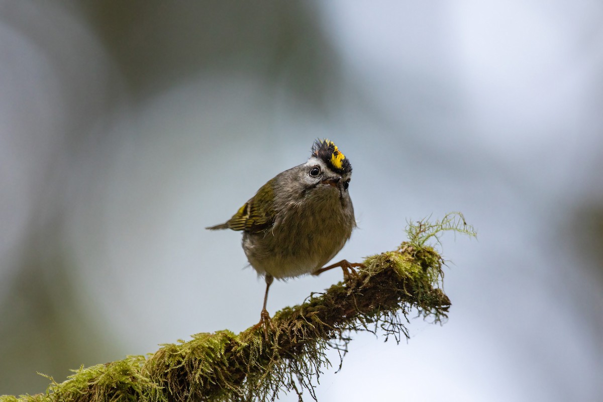 Golden-crowned Kinglet - ML613533736