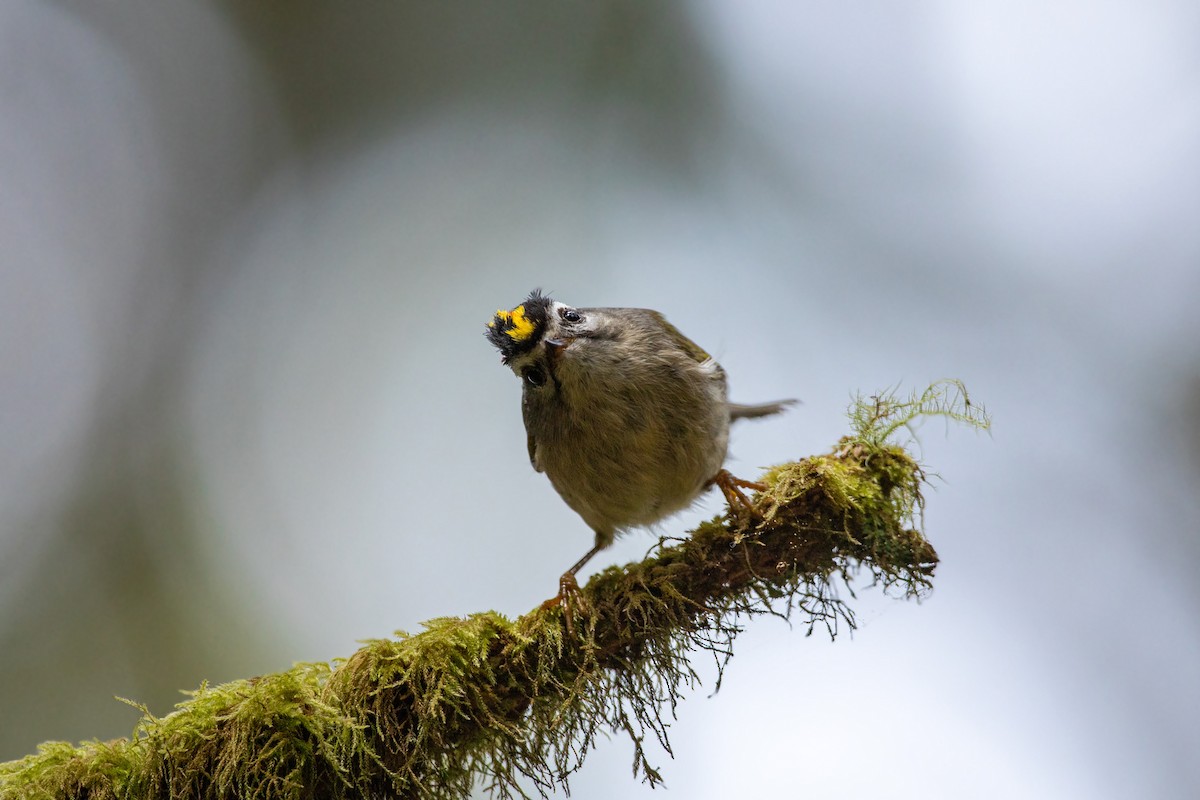 Golden-crowned Kinglet - ML613533743