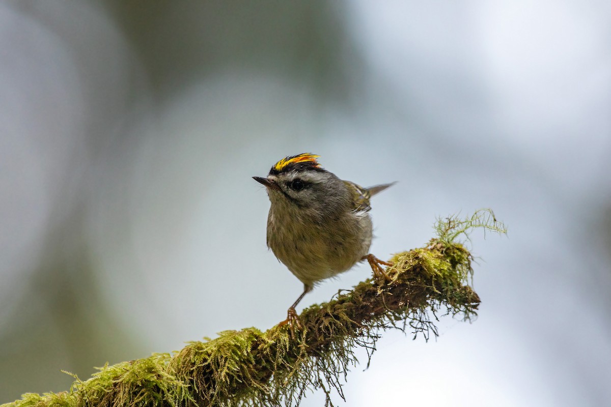 Golden-crowned Kinglet - ML613533748