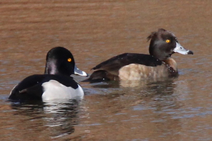 Tufted Duck - ML613533758