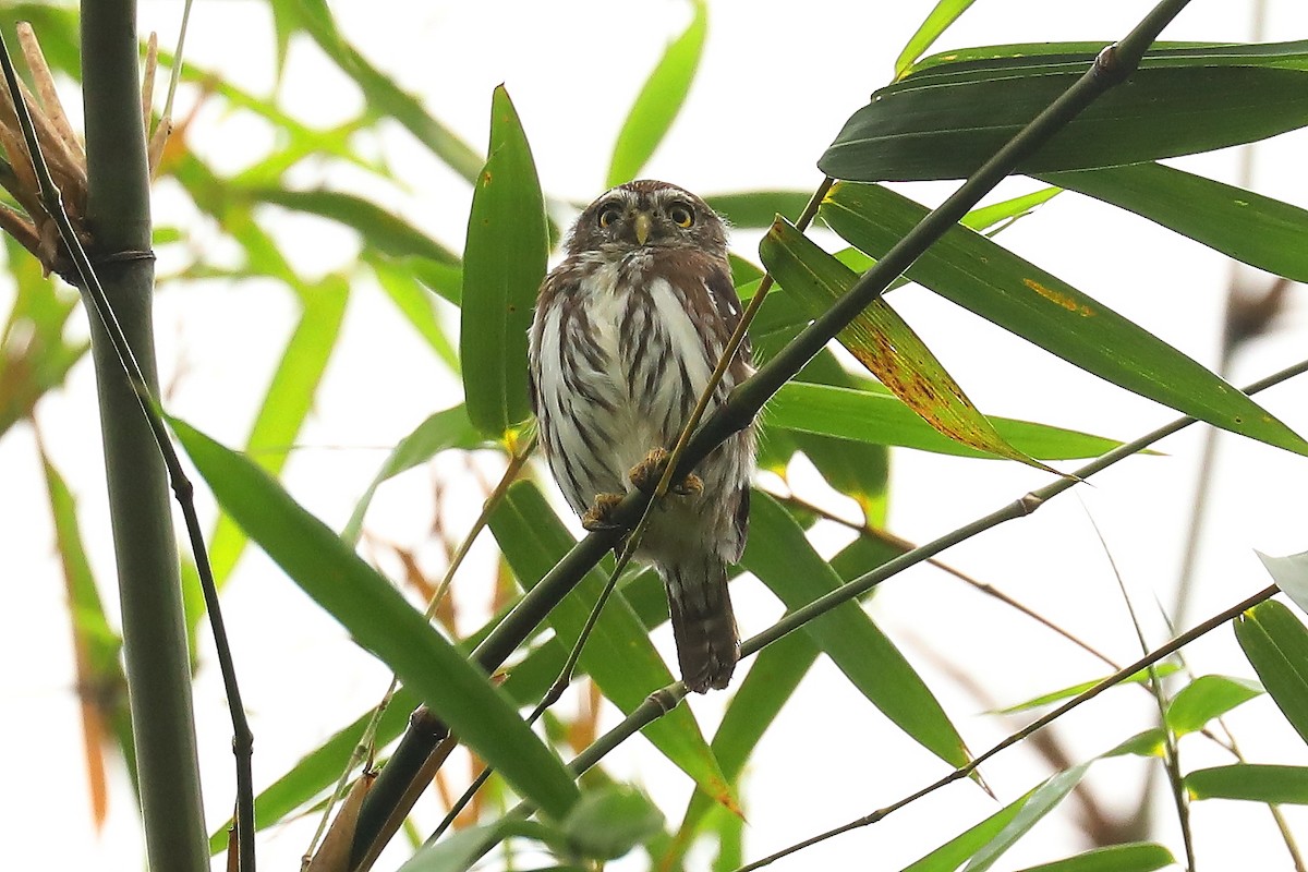 Ferruginous Pygmy-Owl - ML613533764