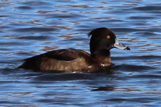 Tufted Duck - ML613533771