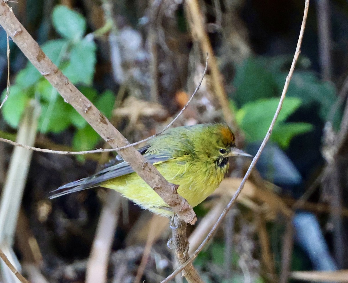 Orange-crowned Warbler - Carolyn Thiele