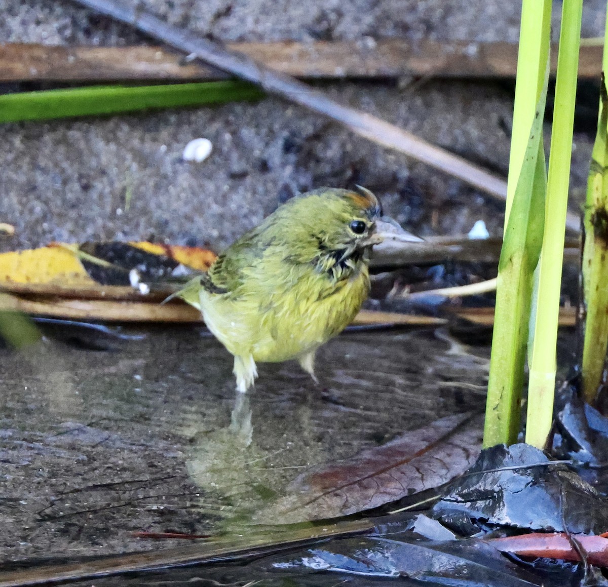 Orange-crowned Warbler - ML613533827