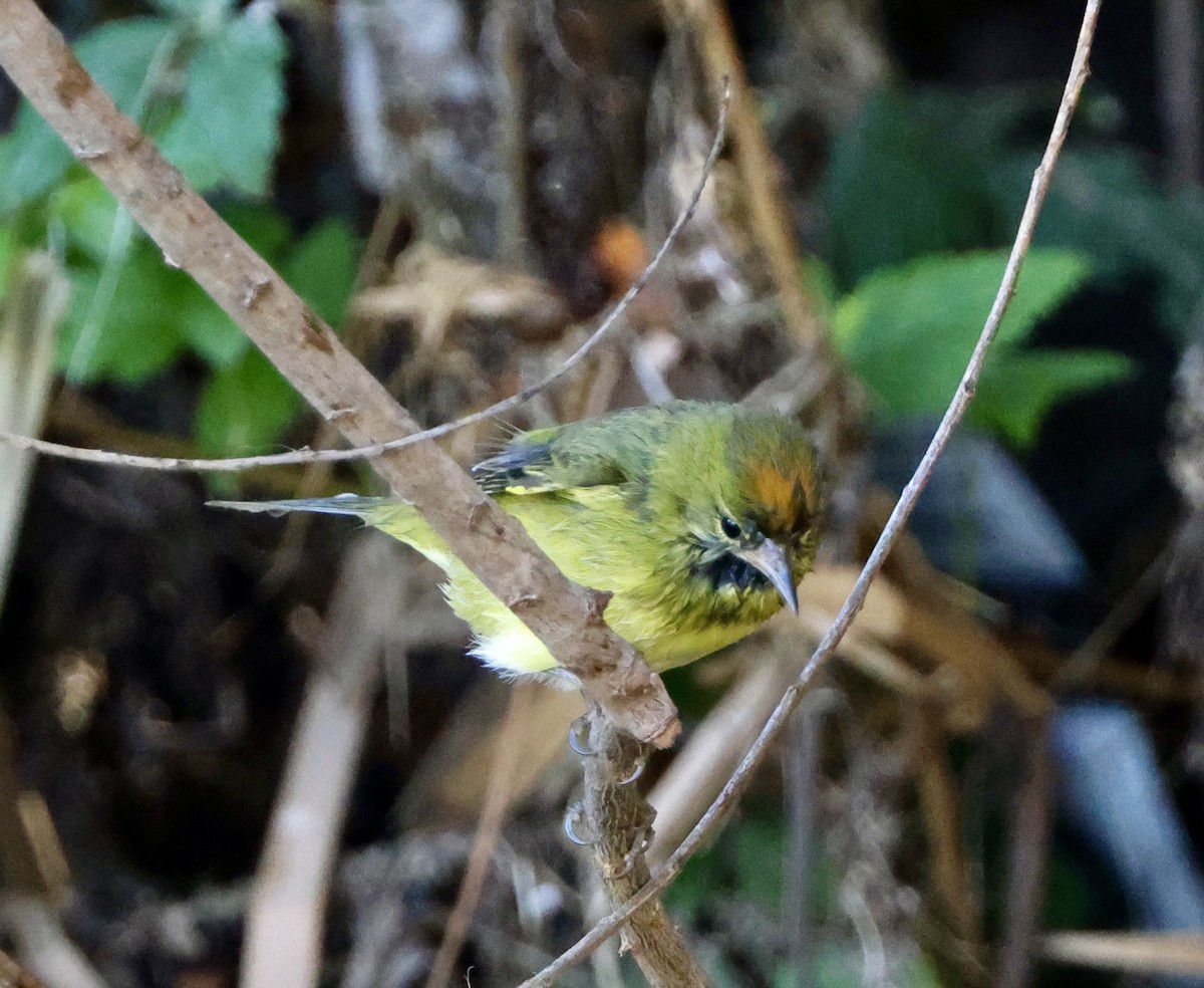 Orange-crowned Warbler - Carolyn Thiele