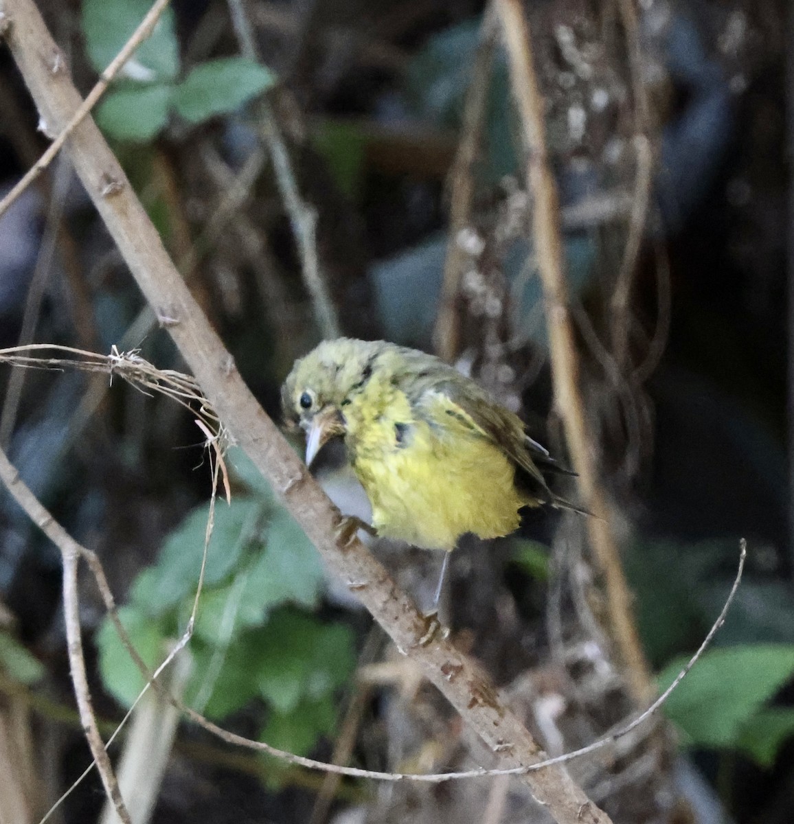 Orange-crowned Warbler - ML613533831