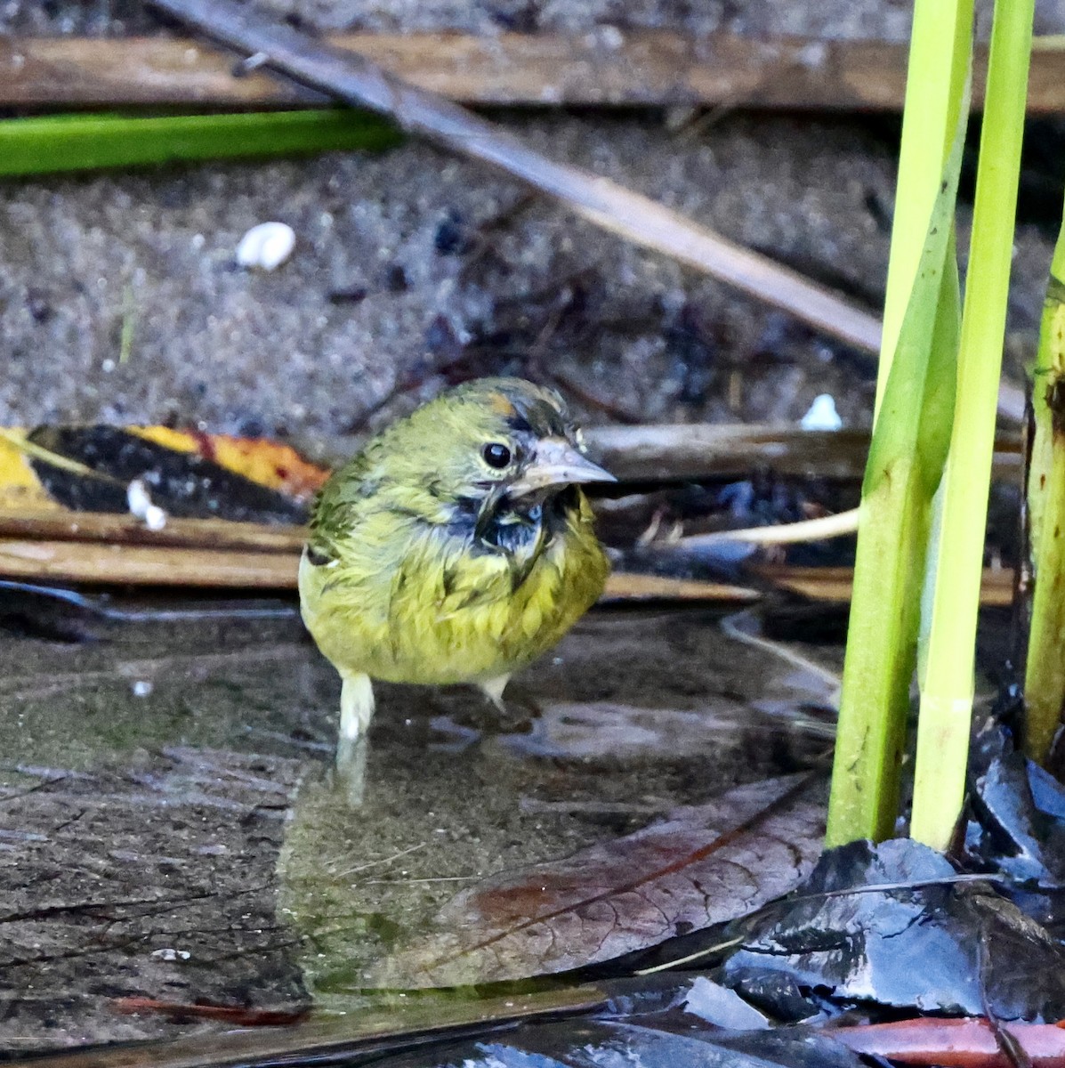 Orange-crowned Warbler - ML613533833