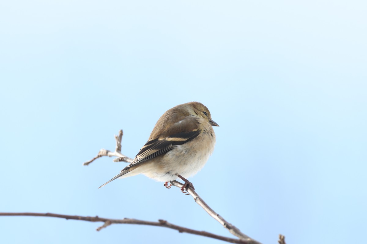 American Goldfinch - Marie Provost