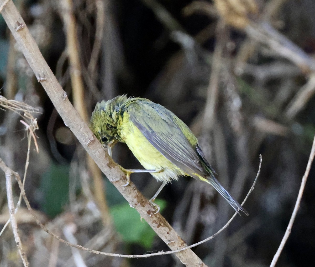 Orange-crowned Warbler - ML613533874