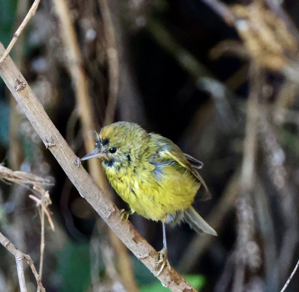 Orange-crowned Warbler - ML613533876