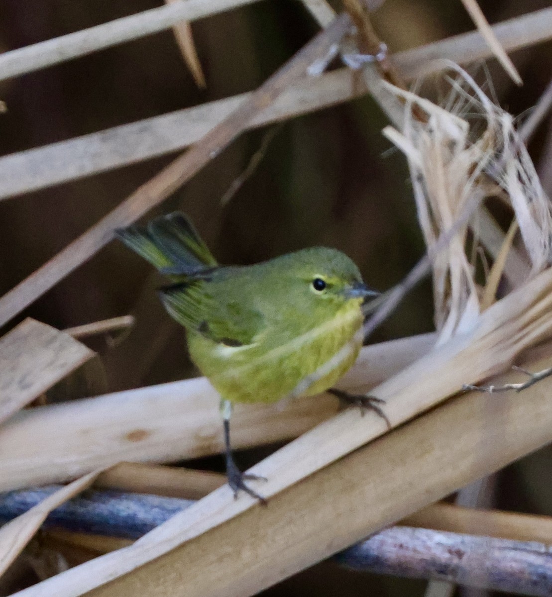 Orange-crowned Warbler - ML613533915