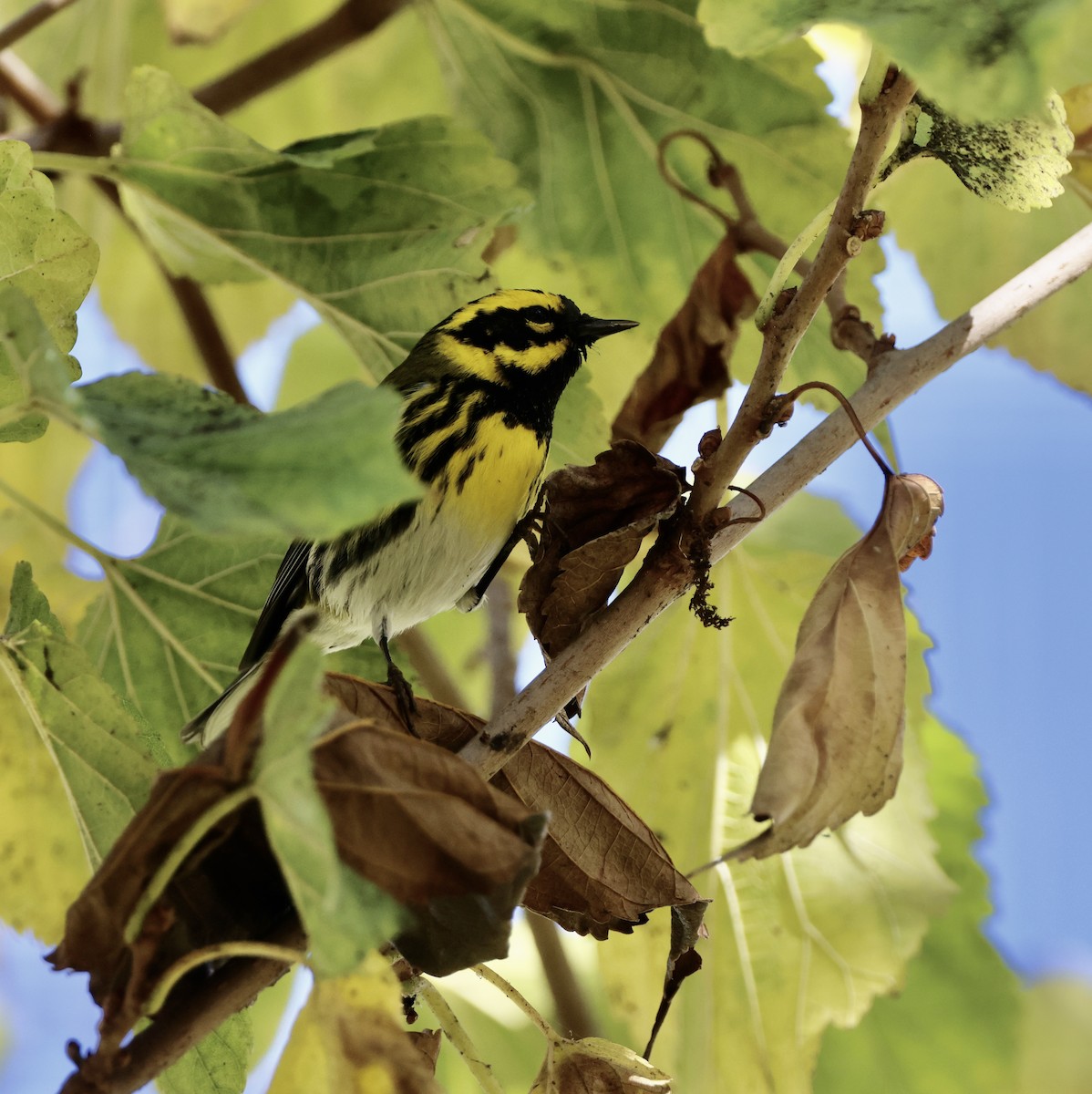 Townsend's Warbler - ML613533953