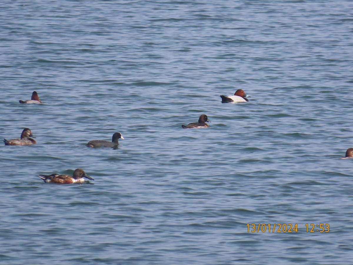 Northern Shoveler - ML613534048