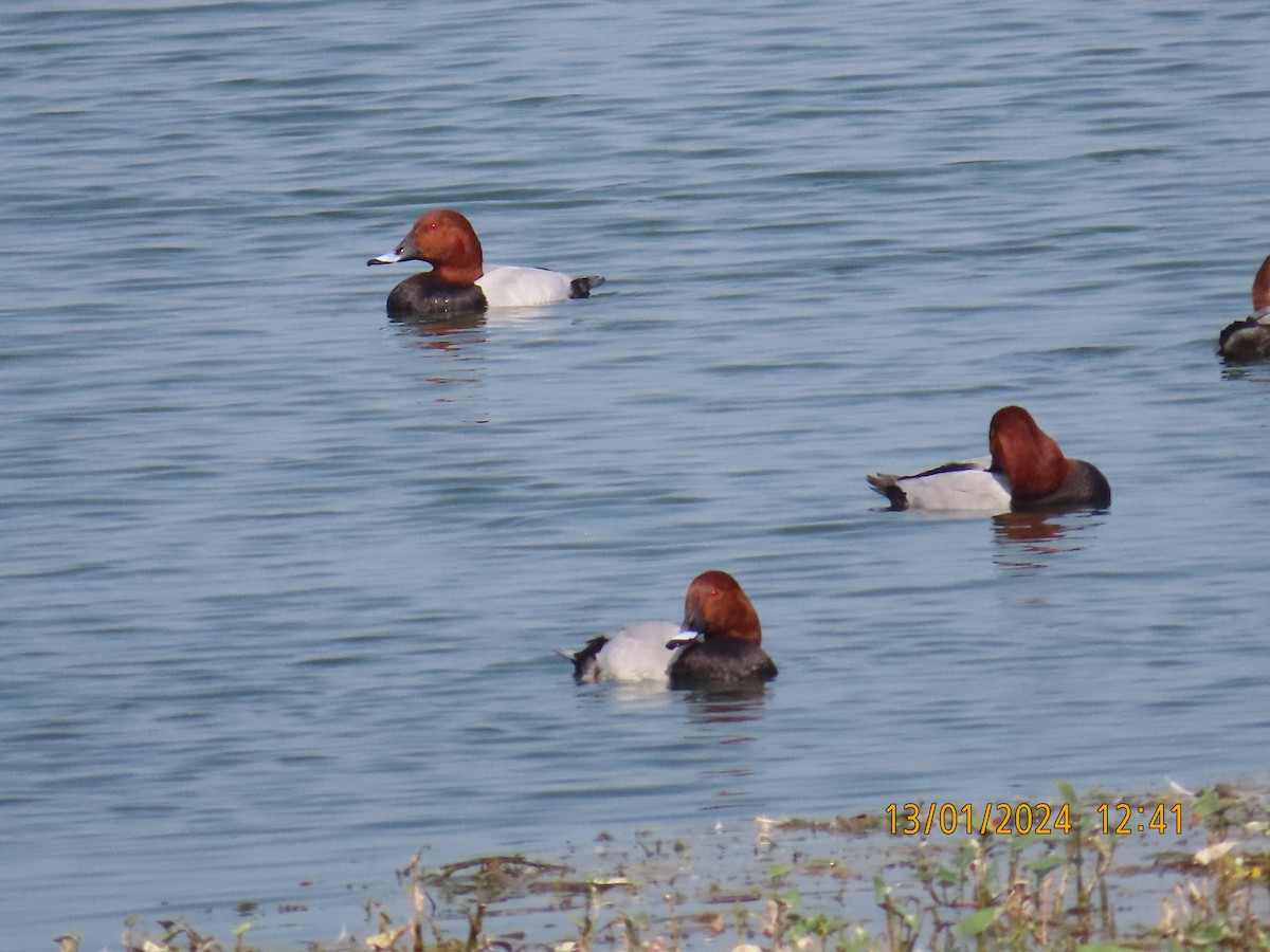 Common Pochard - ML613534053