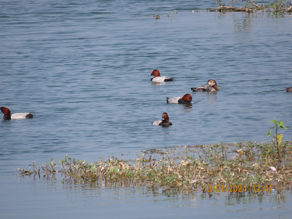 Common Pochard - ML613534054