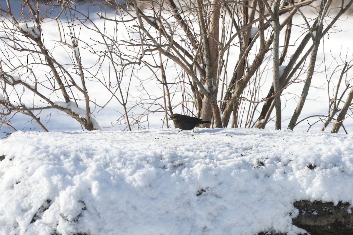 Rusty Blackbird - ML613534071